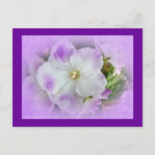 Postales Violetas Africanas - Tarjetas postales | Zazzle.es