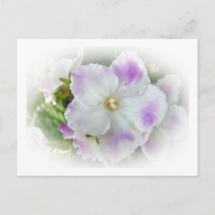 Postal Violetas africanas moradas y blancas