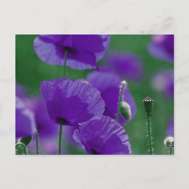 Postal violett Mohn Art (Anverso)