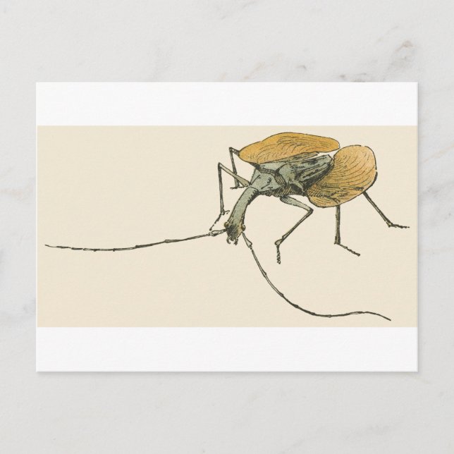 Postal Violin Beetle (Anverso)
