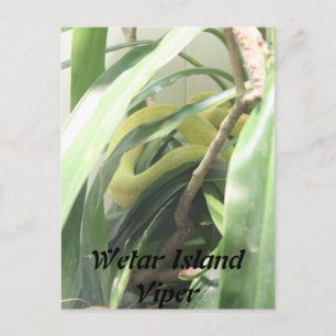 Postal Viper Isla Wetar