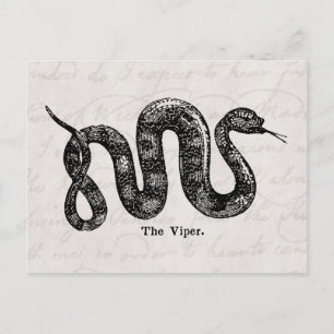 Postal Viper Snake Antique Snakes Vipers del siglo XIX