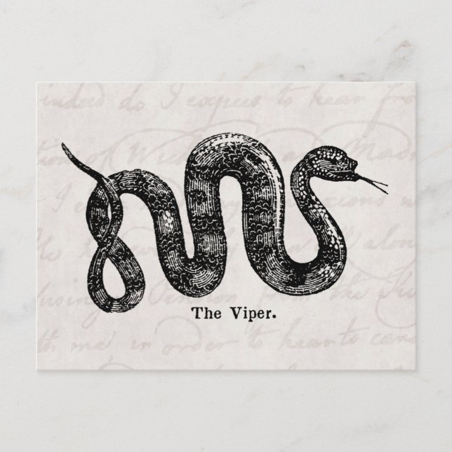 Postal Viper Snake Antique Snakes Vipers del siglo XIX (Anverso)