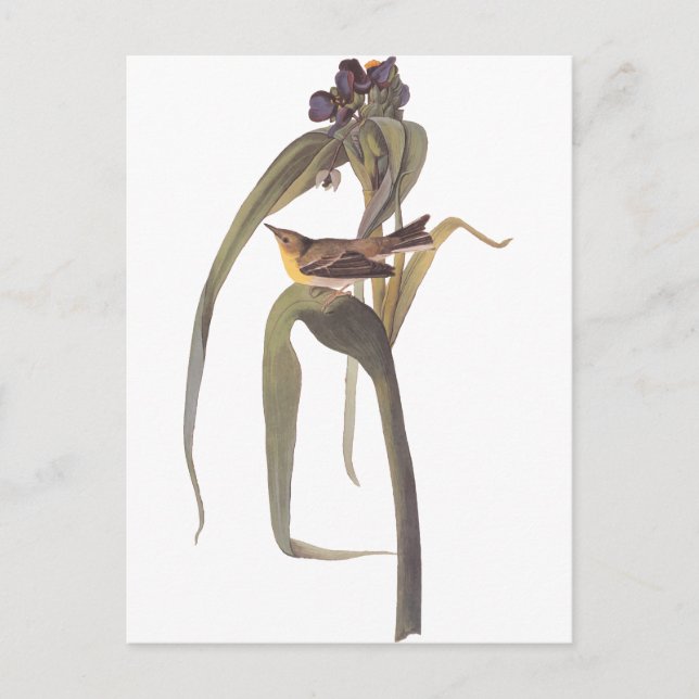 Postal Vireo de Audubon (Anverso)