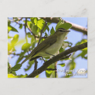 Postal Vireo de ojos rojos
