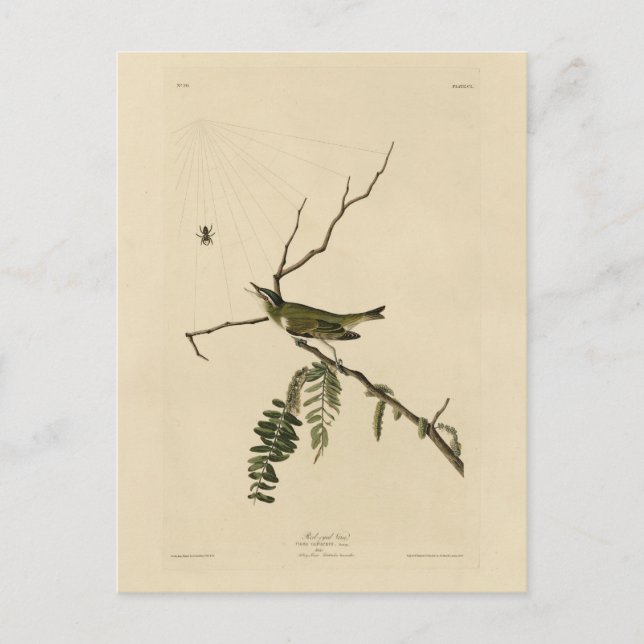 Postal Vireo de ojos rojos de los pájaros de América de A (Anverso)