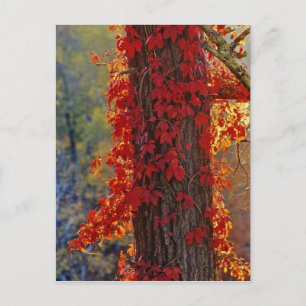 Postal Virginia Creeper rojo brillante en otoño en