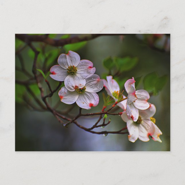 Postal Virginia Dogwood (Anverso)