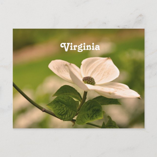 Postal Virginia Dogwood (Anverso)