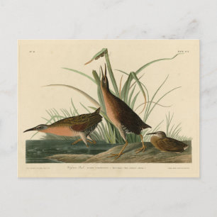 Postal Virginia Rail de los pájaros de América de Audubon