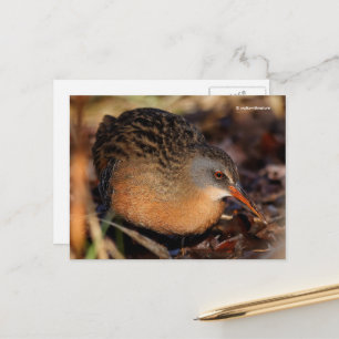 Postal Virginia Rail Waterbird