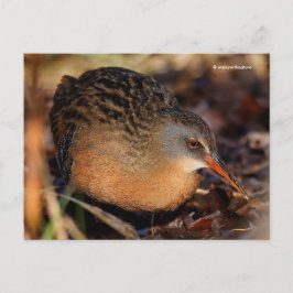 Postal Virginia Rail Waterbird