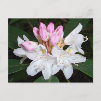 Postal Virginia Rhododendron