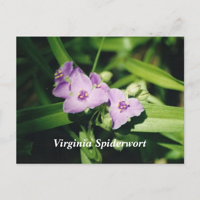 Postal Virginia Spiderwort (Anverso)