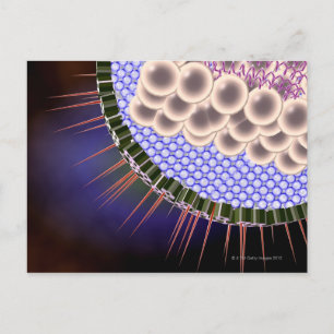 Postal Virus Herpes