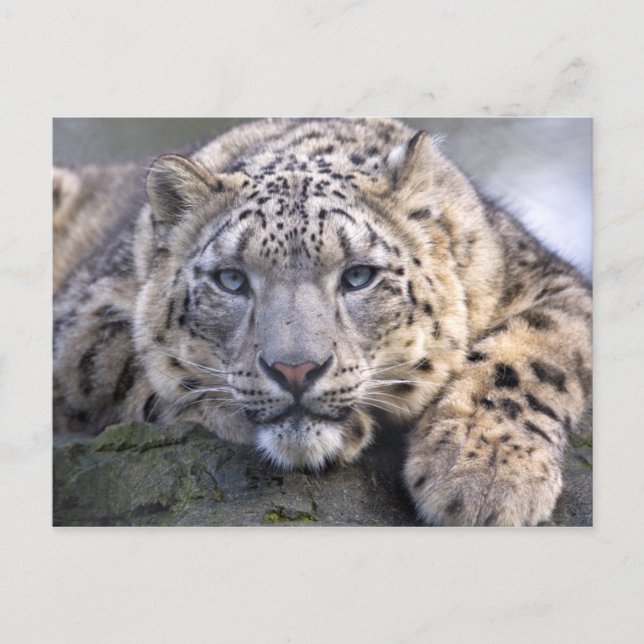 Postal Vishnu Snow Leopard (Anverso)