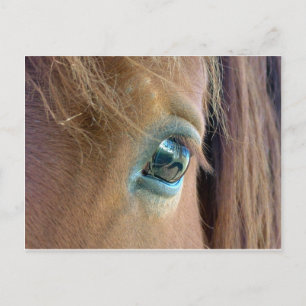Postal Visión de Caballo