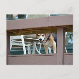 Postal Visitante amistoso de perros honrados