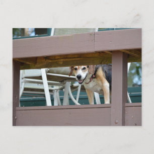 Postal Visitante amistoso de perros honrados