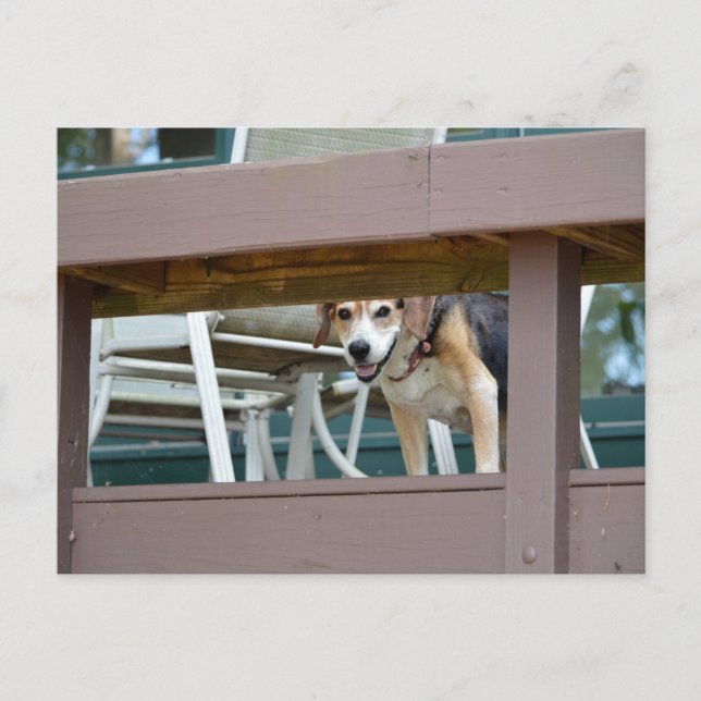 Postal Visitante amistoso de perros honrados (Anverso)