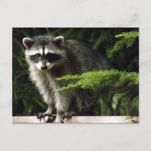 Postal Visitante inesperada, #3