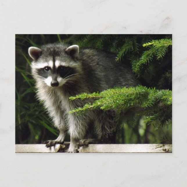 Postal Visitante inesperada, #3 (Anverso)