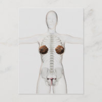 Vista 3D Del Sistema Reproductivo Femenino