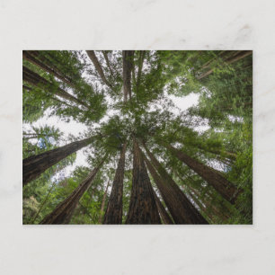 Postal Vista aérea de Muir Woods