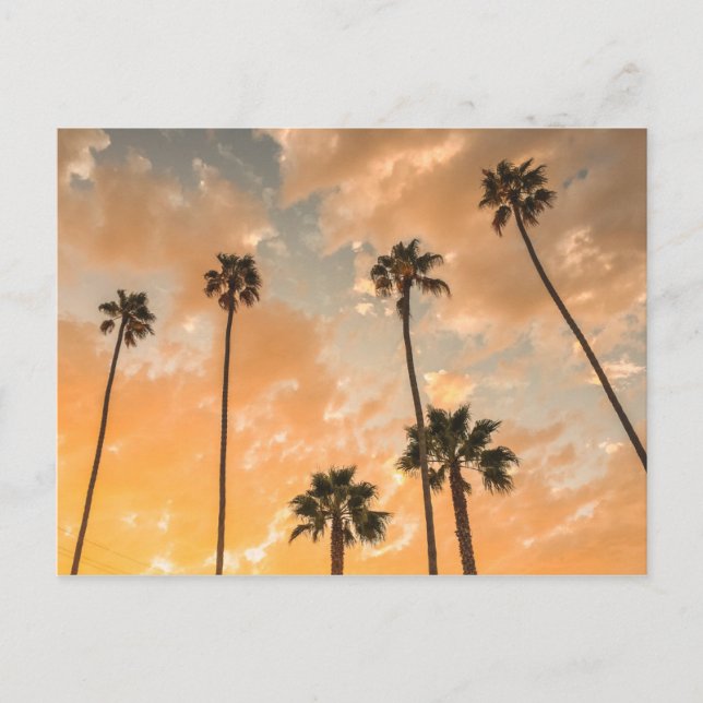 Postal Vista ascendente de palmas (Anverso)