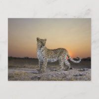 Vista completa de Leopard (Panthera pardus)