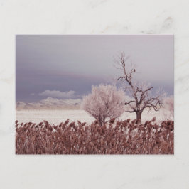 Postal Vista congelada de la isla Antelope - Utah - Postc