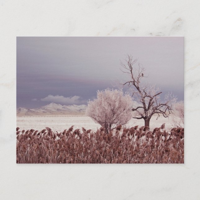 Postal Vista congelada de la isla Antelope - Utah - Postc (Anverso)
