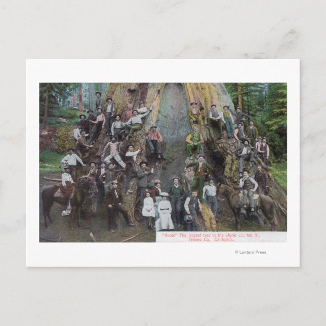 Postal Vista de Boole, el árbol más grande del mundo (Anverso)