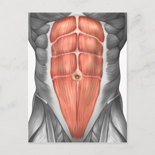 Postal Vista De Cierre De Los Músculos Abdominales Mascul (Anverso)