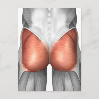 Postal Vista De Cierre De Los Músculos Gluteales Humanos