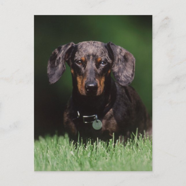 Postal Vista de Dachshund moteado (Anverso)