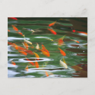 Postal Vista de gran angular de los peces gordos koi en u