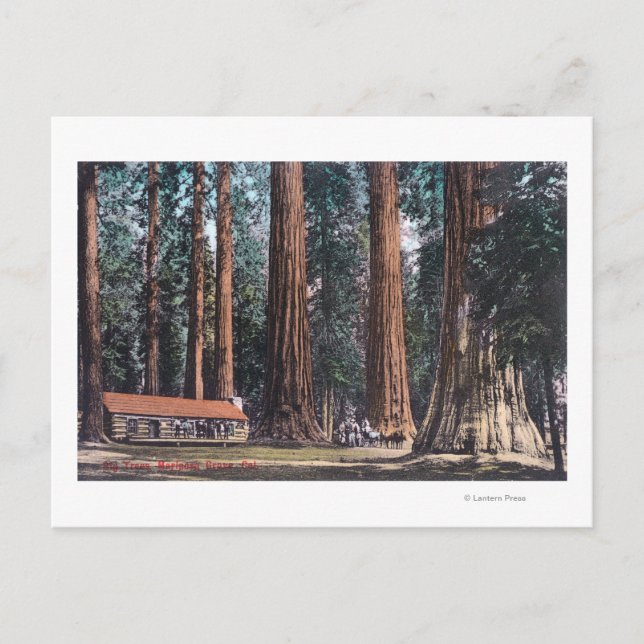 Postal Vista de grandes árboles en Mariposa Grove (Anverso)