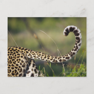 Postal Vista de la cola de Leopards (Panthera pardus),