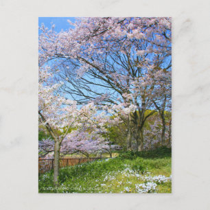 Postal Vista de las flores del cerezo (& Estrella de prim