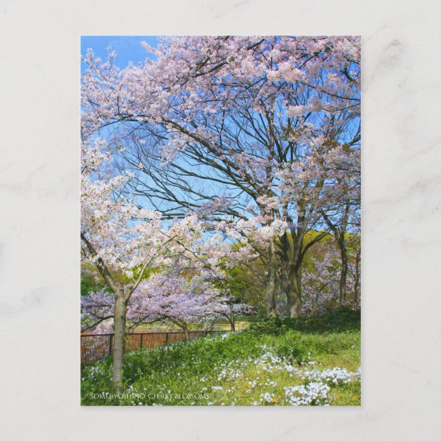 Postal Vista de las flores del cerezo (& Estrella de prim (Anverso)