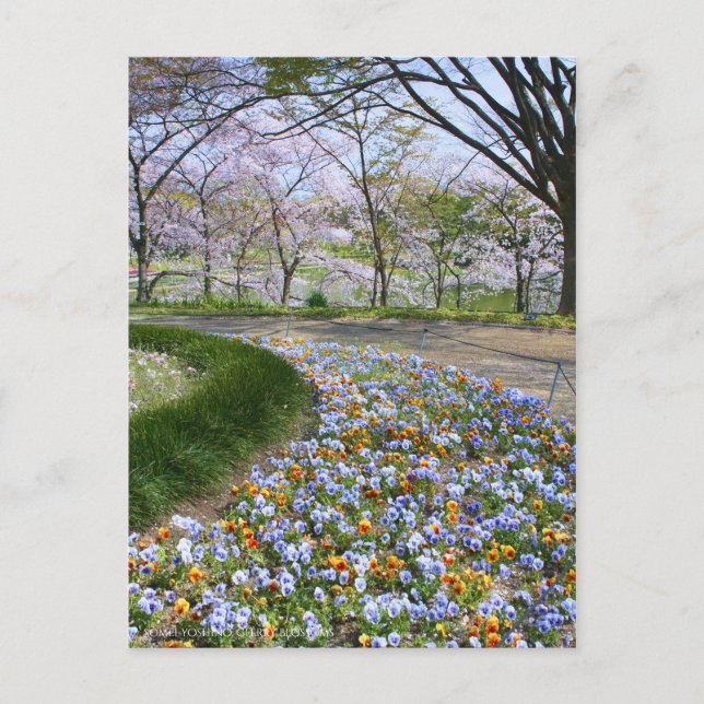 Postal Vista de las flores del cerezo (& Viola) (Anverso)