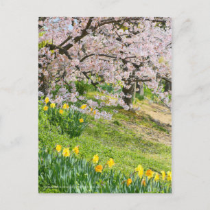 Postal Vista de las flores del cerezo (& Wild Daffodil)