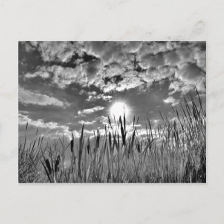 Postal Vista de ojos de pato