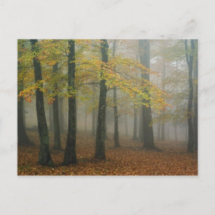 Postal Vista de otoño de un bosque brumoso, Grandfather 3