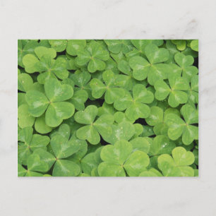 Postal Vista de Oxalis Oregana follaje de trébol de mader