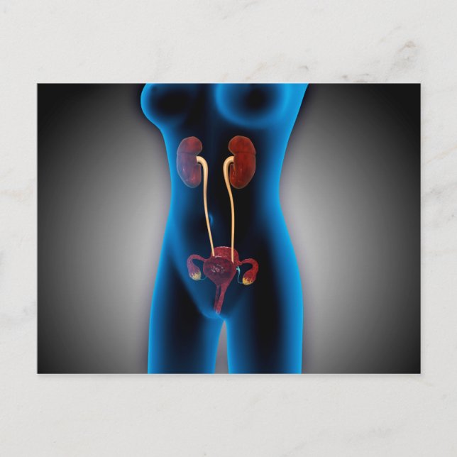 Postal Vista De Rayos X Del Cuerpo Femenino Con Reproducc (Anverso)