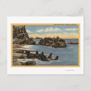 Postal Vista de rocas de foca con focas