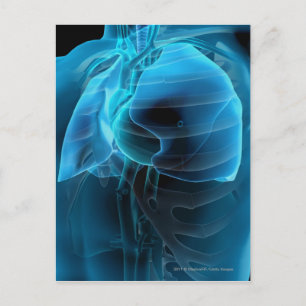 Postal Vista de tres cuartos del corazón y de los pulmone