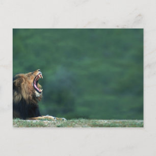 Postal Vista de un León (Panthera leo) tendido sobre el